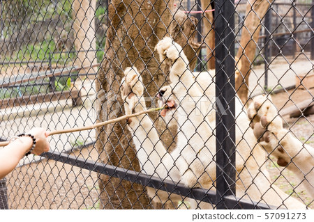 A white Tiger eats meat in a zoo cage A white Tiger eats meat in a zoo cage 57091273