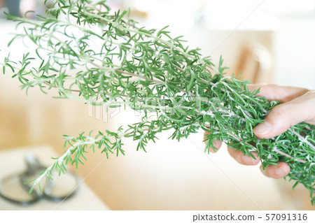 Rosemary and scissors 57091316