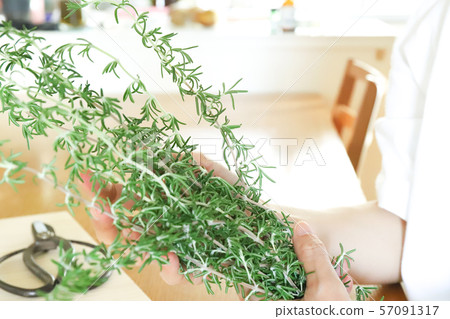 Rosemary and scissors 57091317