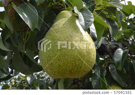 Western pears growing in an orchard in the suburbs of Hirosaki in late summer Western pears growing in an orchard in the suburbs of Hirosaki in late summer 57091381
