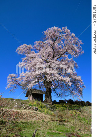 Nanakasaki Tenjin Sakura (Fukushima Prefecture, Miharu Town) Nanakasaki Tenjin Sakura (Fukushima Prefecture, Miharu Town) 57091395