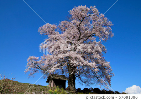 Nanakasaki Tenjin Sakura (Fukushima Prefecture, Miharu Town) 57091396