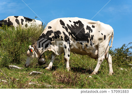 Dairy cow with cowbell in a mountain pasture - Italian Alps 57091883