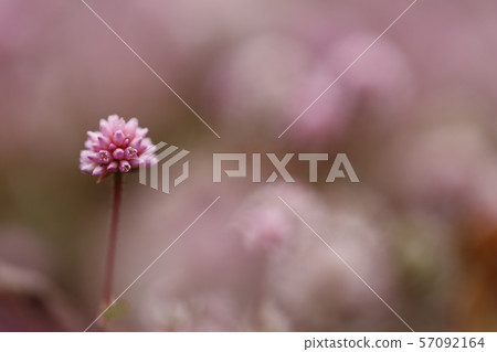 Komba soba Komba soba 57092164