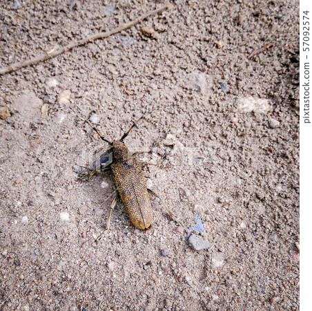 Barbel beetle. Trichoferus campestris Barbel beetle. Trichoferus campestris 57092574