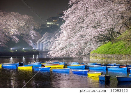 Cherry blossoms at Chidorigafuchi 57093553