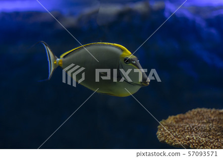 Tropical Fish Naso Tang (Naso lituratus) -Thailand 57093571