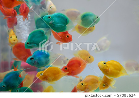 Beautiful fish Beautiful fish 57093624