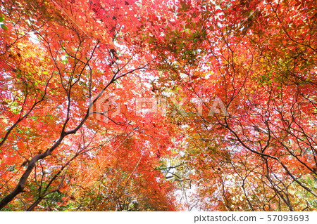 Doudanzu紅葉 Doudanzu紅葉 57093693