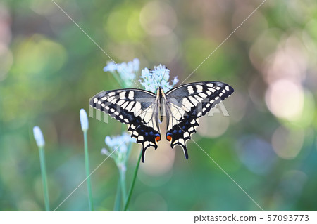 一隻鵪鶉 57093773