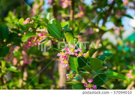 Malpighia glabra Linn flowers 57094010