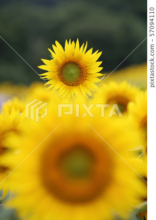 向日葵 57094110