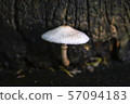 natural of small mushroom 57094183