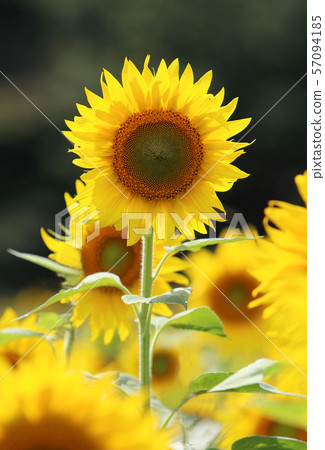 sunflower	 57094185