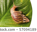 The Snail 57094189