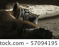 The Asia Tigers 57094195