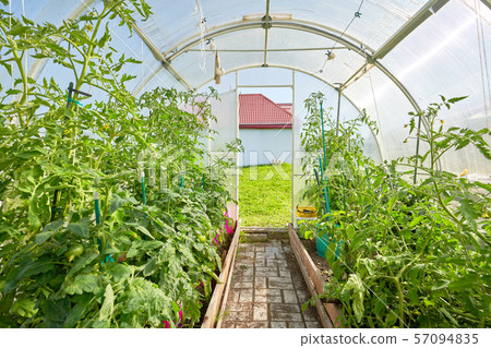 Greenhouse with plants, inside view. Seasonal Greenhouse with plants, inside view. Seasonal 57094835