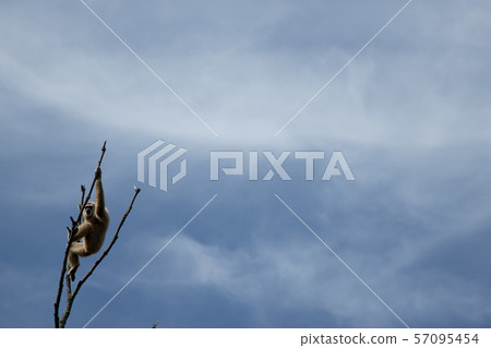  White-handed gibbon 57095454