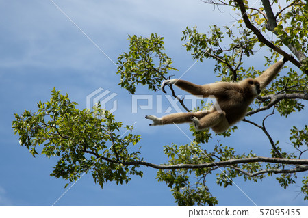  白手長臂猿 57095455