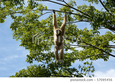 白手長臂猿 白手長臂猿 57095456