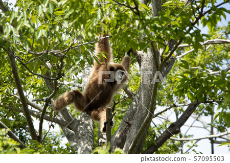  白手長臂猿 57095503