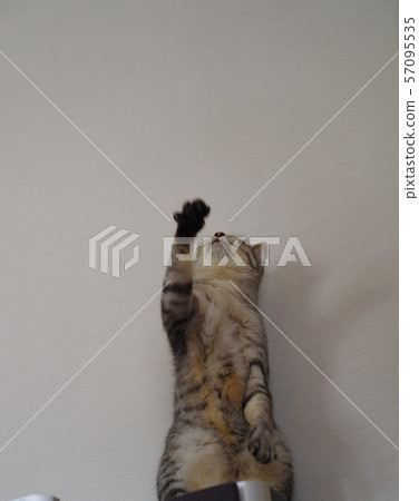 Cat raising hand Cat raising hand 57095535