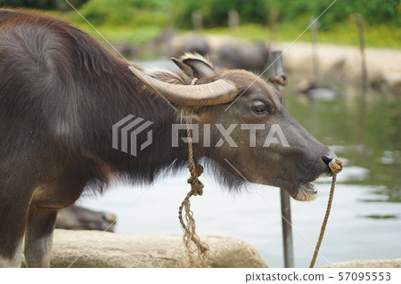 Buffalo parent 57095553