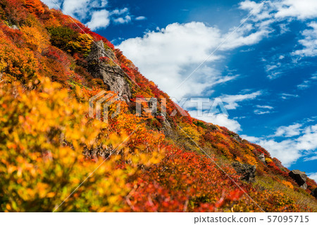 Autumn leaves of Mt. Autumn leaves of Mt. 57095715