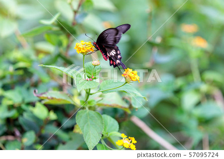 Benimon Swallowtail 多摩動物園公園昆蟲博物館 照片素材 圖片 圖庫