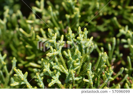 Monterey Cypress Goldcrest 57096099