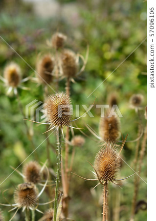 Common teasel 57096106