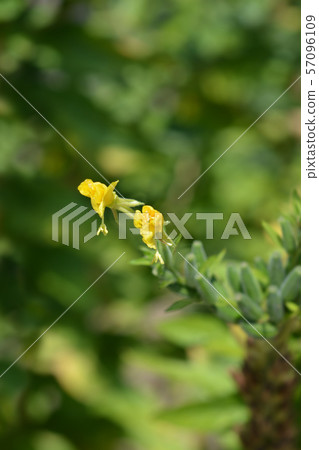 Common evening-primrose 57096109