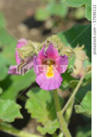 Common devils claw Common devils claw 57096112