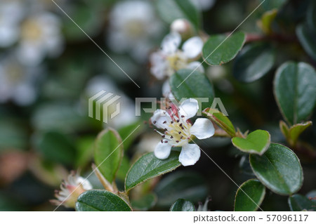 Bearberry cotoneaster Radicans Bearberry cotoneaster Radicans 57096117