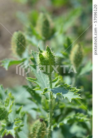 Prickly Poppy 57096120