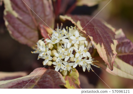 Variegated Siberian dogwood Variegated Siberian dogwood 57096121