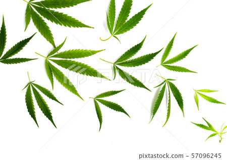 Cannabis leaf arrangement on white background Cannabis leaf arrangement on white background 57096245