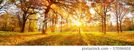 trees in the park in autumn on sunny day trees in the park in autumn on sunny day 57096608