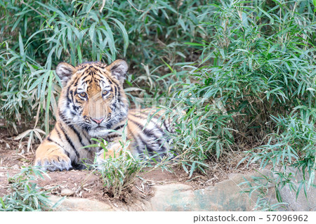 Tama Zoo Park Amur Tiger Baby Tama Zoo Park Amur Tiger Baby 57096962