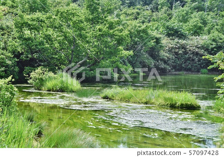 Akita Prefecture Shiratamaki Marsh Peatland Precious Natural Heritage 57097428