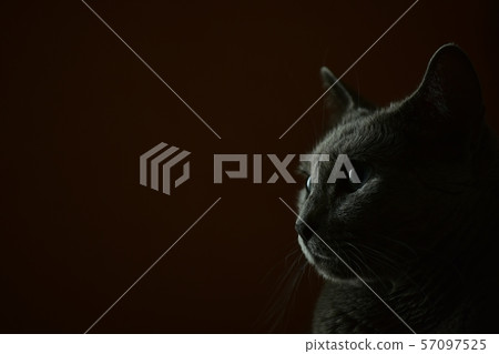 俄羅斯藍貓 57097525