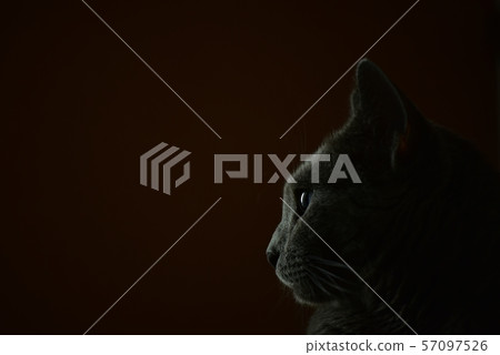 俄羅斯藍貓 57097526