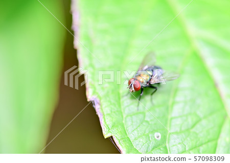 Golden flies Golden flies 57098309