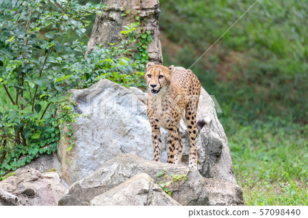 Cheetah children, Tama animal park Cheetah children, Tama animal park 57098440