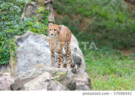 Cheetah children, Tama animal park 57098442