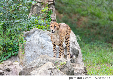 Cheetah children, Tama animal park Cheetah children, Tama animal park 57098443