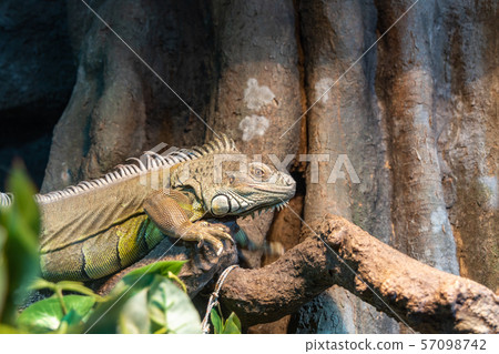 Green iguana 57098742
