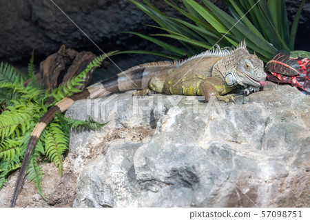 Green iguana 57098751