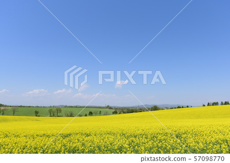 A field of rape blossoms and a blue sky (Appei, Hokkaido) 57098770