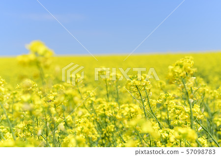 A field of rape blossoms and a blue sky (Appei, Hokkaido) A field of rape blossoms and a blue sky (Appei, Hokkaido) 57098783